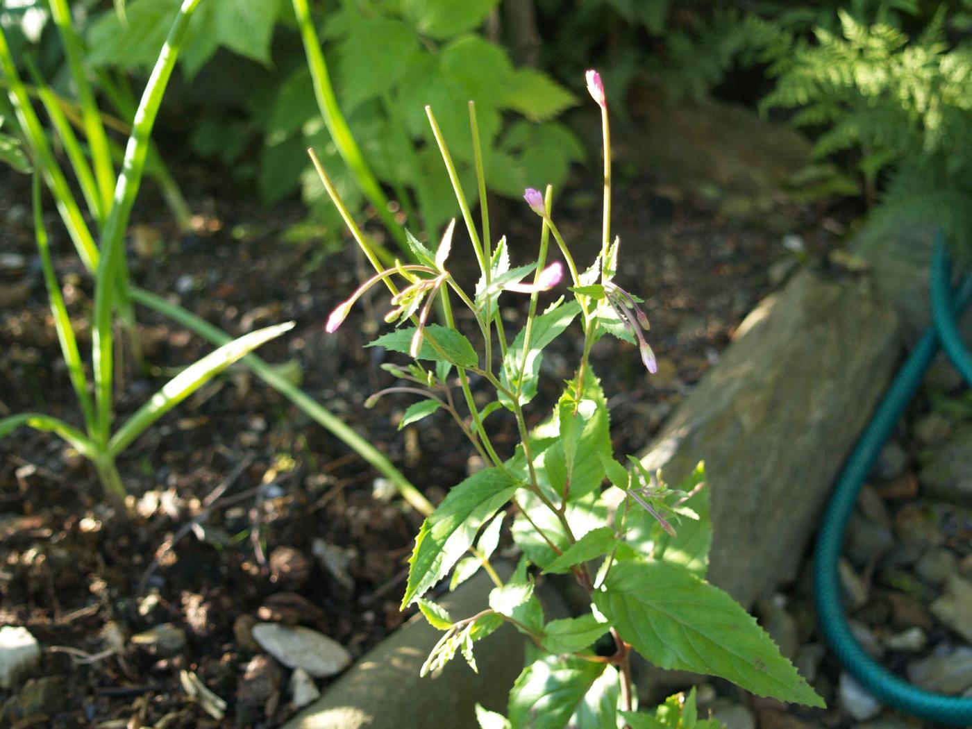 Willow-herb, Broad leafed plant